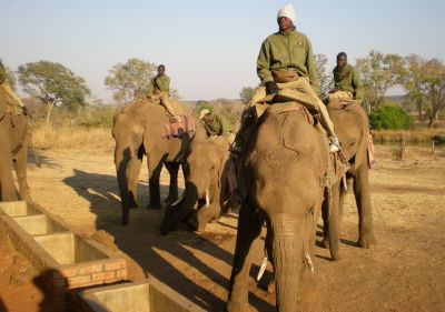 elephant guides