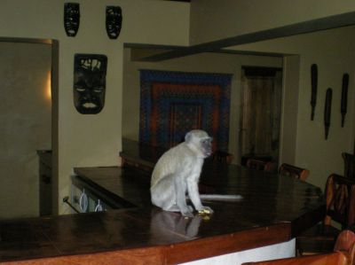 monkeys enjoy the hotel bar too, looking for sugar.  Do not pet or feed!