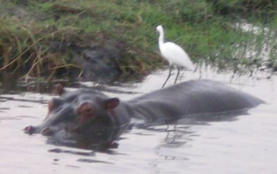 ...hippo with a friend