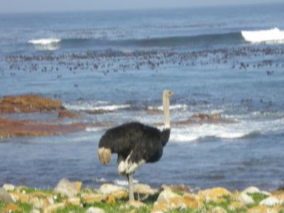 native bird on the beach at Cape Point