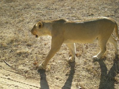 lioness walking along the road