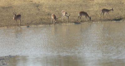 impala taking a break at the watering hole