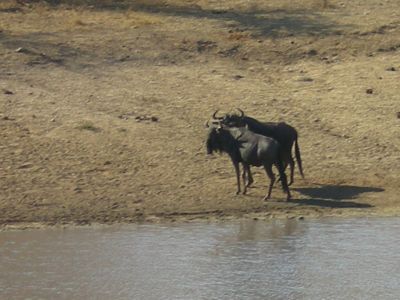 wildabeast at River Kruger