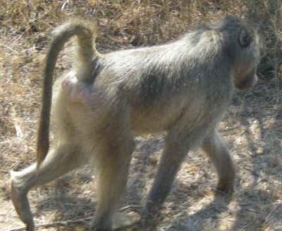 one baboon from a troop