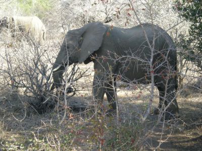 elephant in the bush