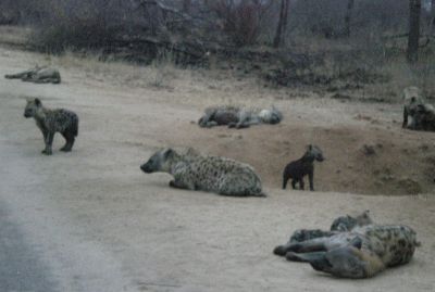 hyena along the road