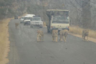 lions always get the right of way...