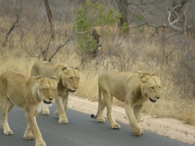 pride of lions walking along the road