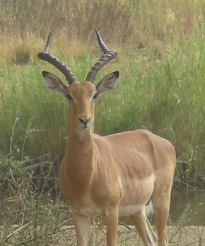 Springbox antelope can run 30 miles per hour!