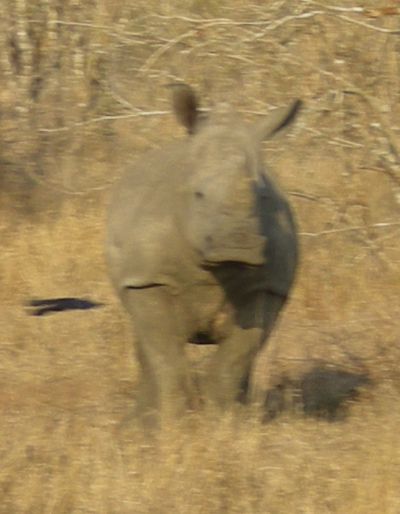 rhinocerous deciding whether or not to charge!